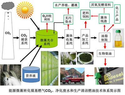 绿色革命新篇章 功能微藻研发团队——以“小小微藻”守护碧水蓝天，驱动资源再生利用